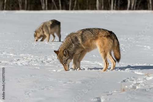 Grey Wolves (Canis lupus) Sniff Ground in Field Winter © hkuchera