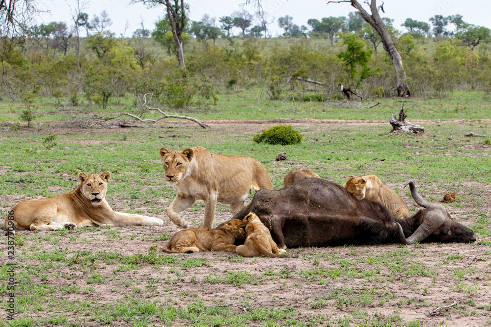 lion family with a carcass of a Buffalo in Sabi Sands Game Reserve in the Greater Kruger Region in South Africa lion family with a carcass of a Buffalo in Sabi Sands Game Reserve in the Greater Kruger Region in South Africa