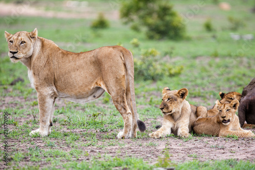 lion family with a carcass of a Buffalo in Sabi Sands Game Reserve in the Greater Kruger Region in South Africa