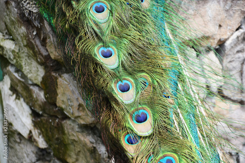 peacock, bird, feather, animal, feathers, nature, tail, peafowl, colorful, blue, green, beauty, beautiful, plumage, wildlife, color, zoo, pattern, eyes