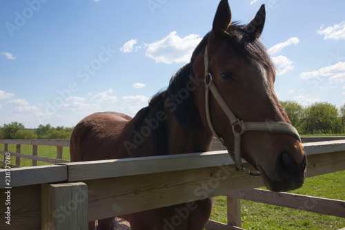 Horse in paddock with fence, Devon UK/