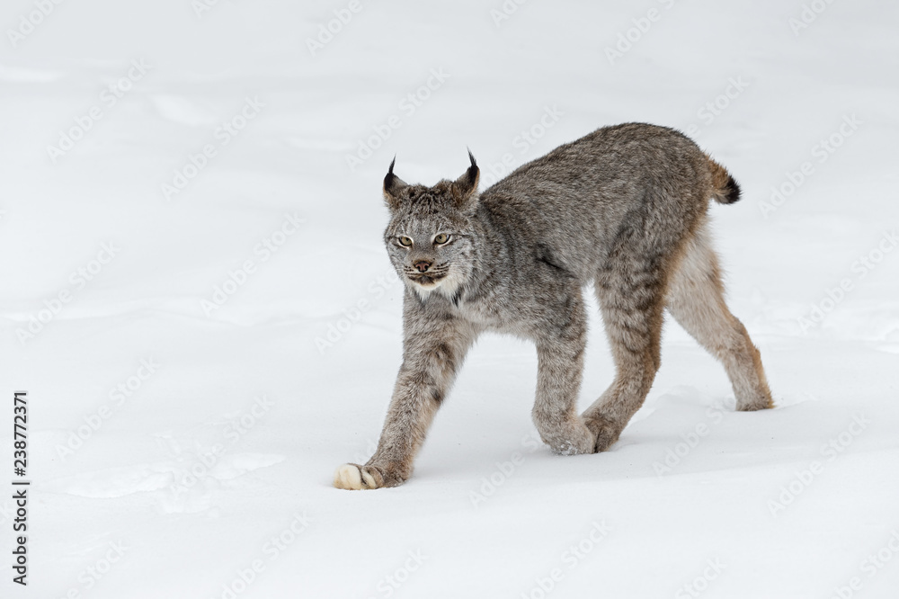 Fototapeta premium Ryś kanadyjski (Lynx canadensis) idzie lewymi uszami do tyłu