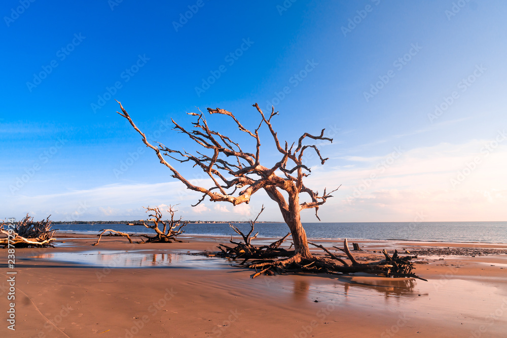Driftwood Beach in Georgia