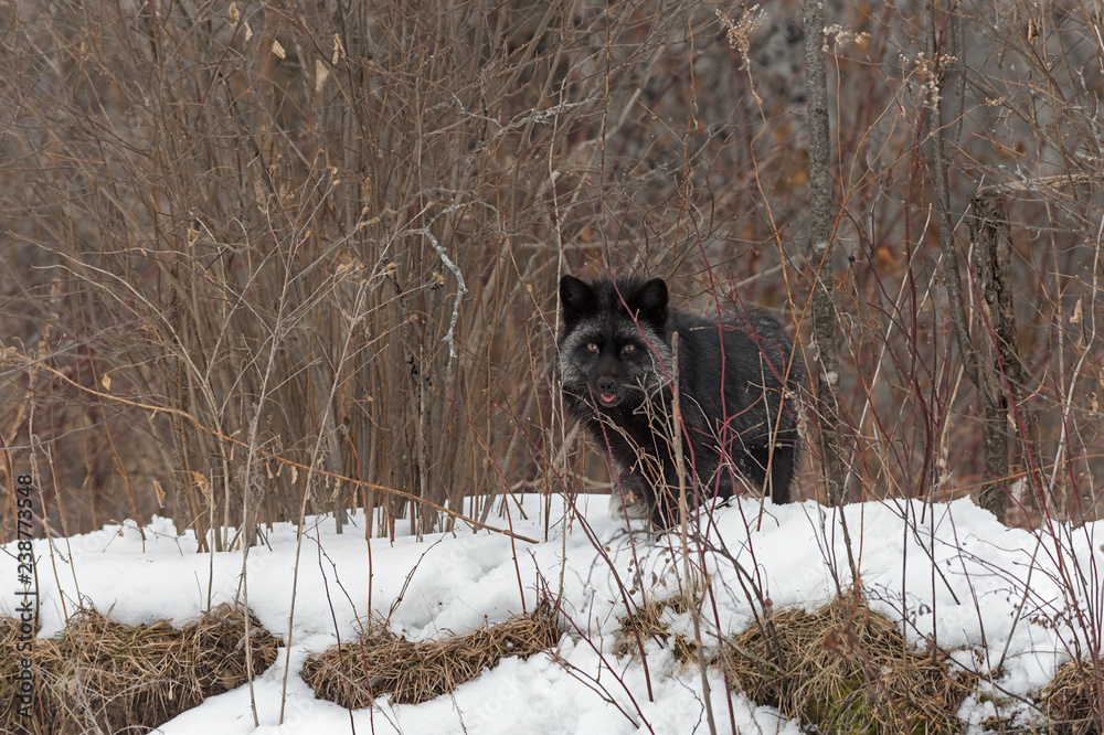 Silver Fox (Vulpes vulpes) Looks Out From Weedy Embankment Silver Fox (Vulpes vulpes) Looks Out From Weedy Embankment
