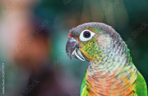 portrait of a beautiful parrot