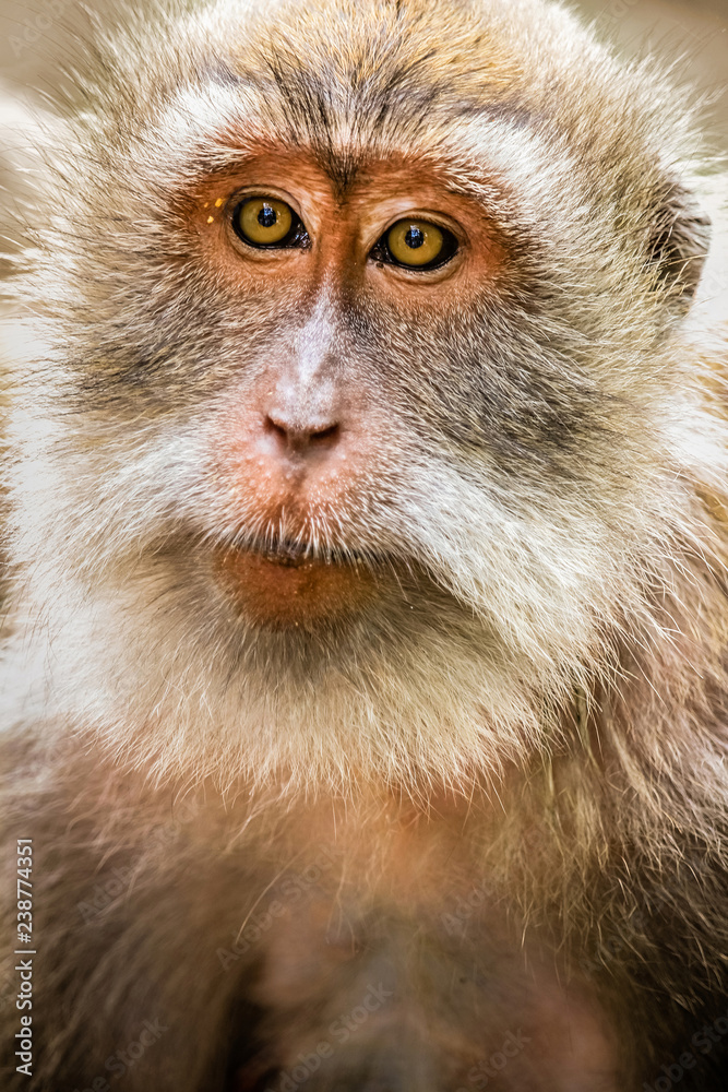 Obraz premium Close up portrait of monkey in Ubud monkey forest