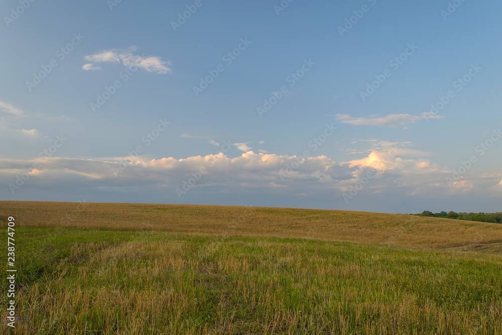 Landscape with wheat field and blue sky