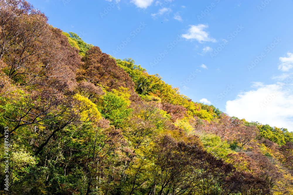 Takatsudo Gorges wrapped in autumn leaves / Takatsudo Gorges is a valley in Takatsudo Omama-machi, Midori-city, Gunma Prefecture, Japan.