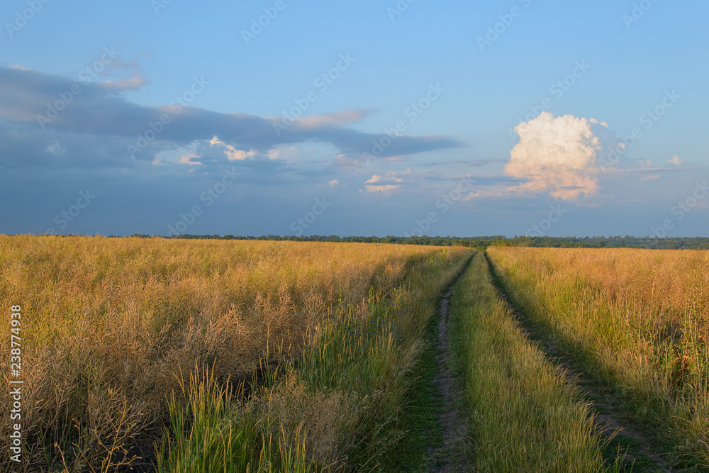 Rural road in the field in the summer