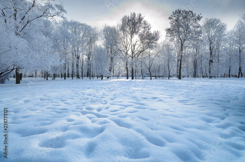 Cold winter in the woods. © borroko72