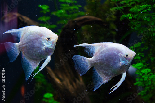 Angelfish freshwater aquarium fish