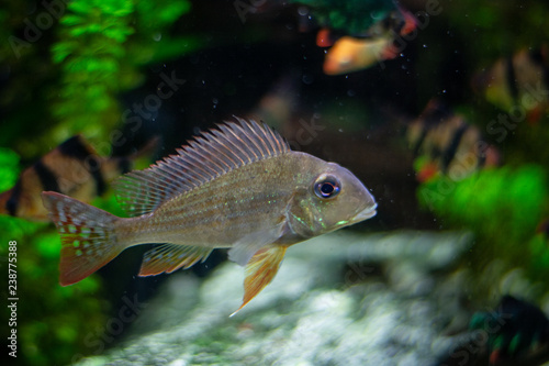 Geophagus eartheater cichlid photo