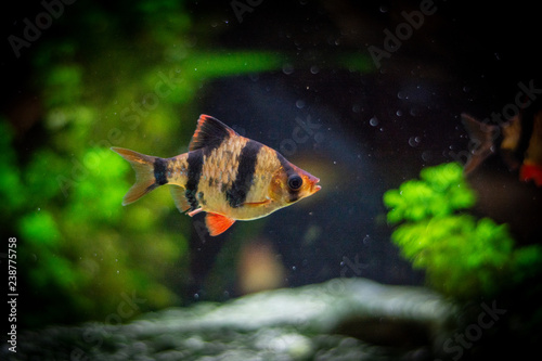 Wallpaper Mural Puntius tetrazona - aquarium fish. Torontodigital.ca