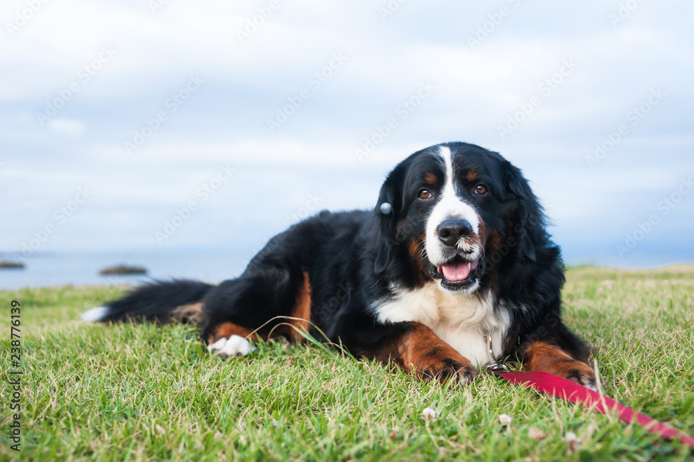 海辺の芝生に寝そべる犬