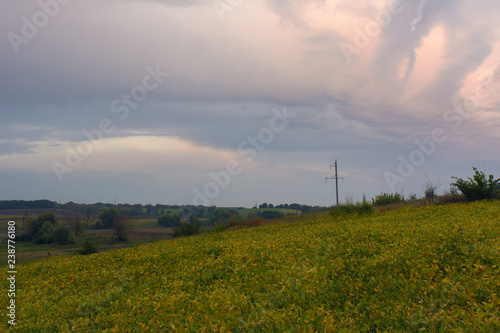 Sunrise over the soy field in the summer