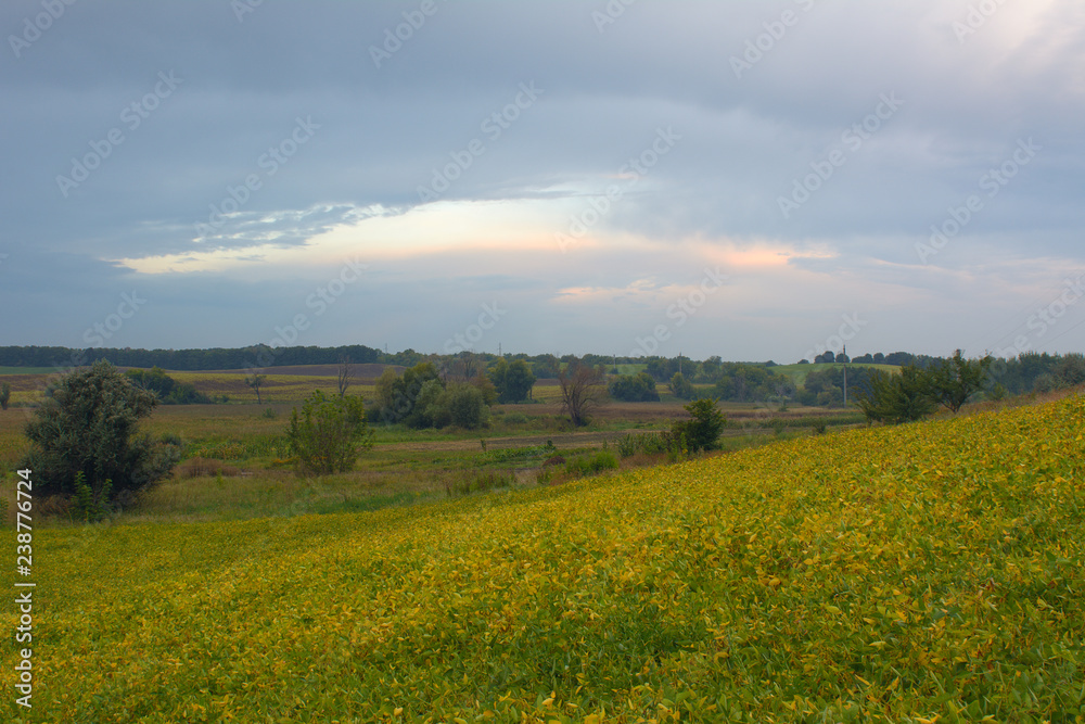 Sunrise over the soy field in the summer