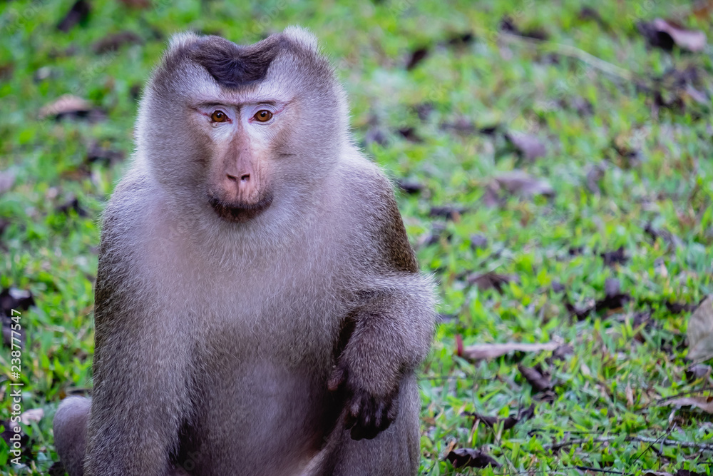 Fototapeta premium monkey is sitting on the grass