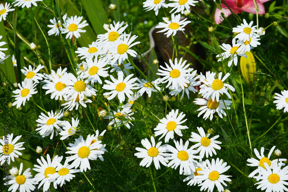 flower, daisy, nature, field, meadow, white, summer, spring, grass, green, flowers, plant, camomile, garden, yellow, chamomile, blossom, daisies, floral, bloom, flora, beauty, natural, beautiful flower, daisy, nature, field, meadow, white, summer, spring, grass, green, flowers, plant, camomile, garden, yellow, chamomile, blossom, daisies, floral, bloom, flora, beauty, natural, beautiful