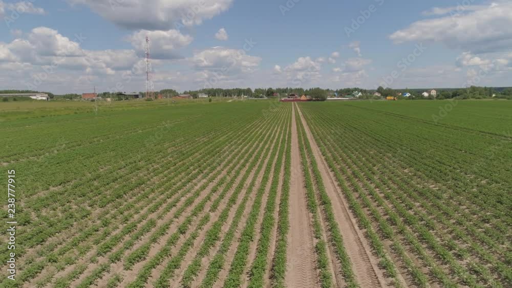 Aerial view of fields with potato plants, agricultural, cultivated fields. Potato field in the countryside. Agricultural landscape. Aerial view of fields with potato plants, agricultural, cultivated fields. Potato field in the countryside. Agricultural landscape.