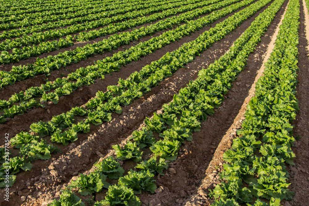 field of lettuce, lettuce cultivation, green leaves field of lettuce, lettuce cultivation, green leaves