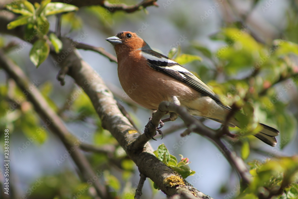 finch on a branch finch on a branch