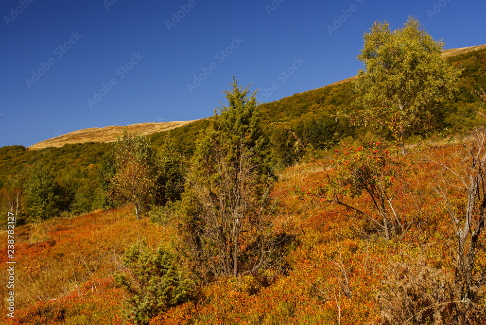 Autumn in the primeval forest. Bieszczady Mountains. Polonina Carynska