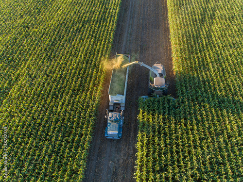 Corn Harvest