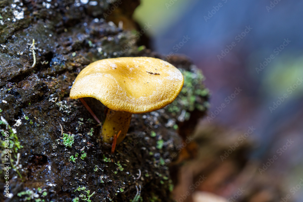 wild forest mushroom wild forest mushroom
