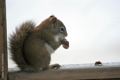 Chubby Squirrel Standing Eating © Alain