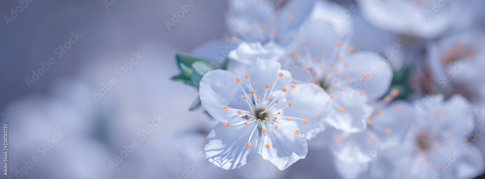 spring flowers on branches of a plum tree spring flowers on branches of a plum tree