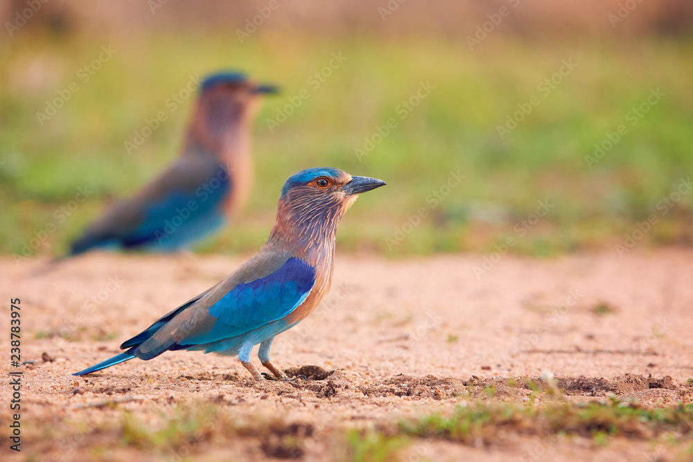 Obraz premium Two colorful, bright blue-green tropical birds, Indian Roller, Coracias benghalensis standing on the sand ground against blurred background. Wildlife photography, Anuradhapura city, Sri Lanka.