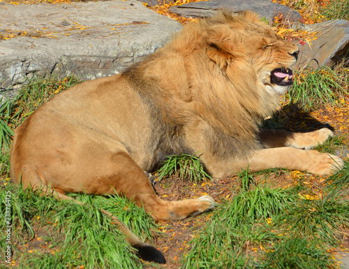 In fall the lion is one of the four big cats in the genus Panthera, and a member of the family Felidae.