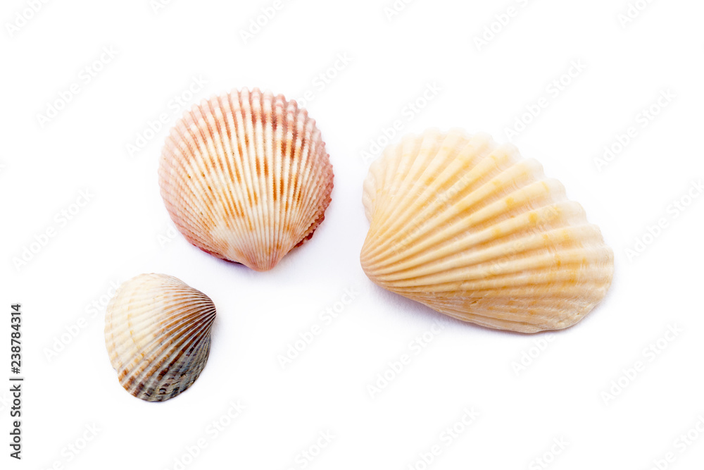 Exotic sea shells isolated on white background