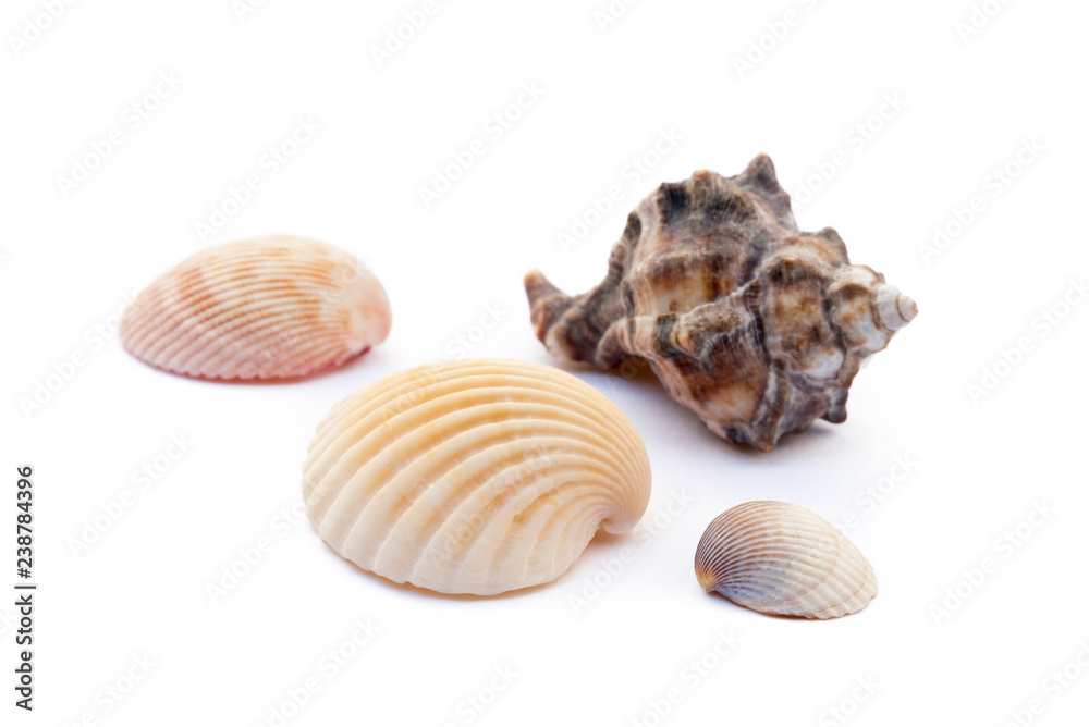 Exotic sea shells isolated on white background