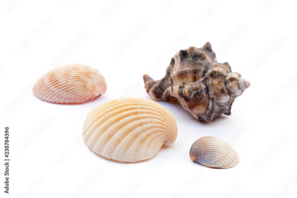 Exotic sea shells isolated on white background Exotic sea shells isolated on white background