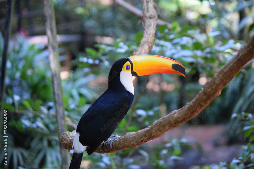 Obraz premium iguaçu