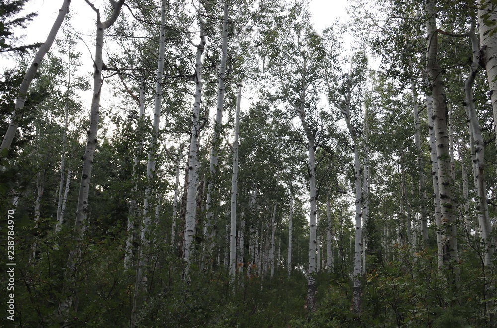 trees in the forest trees in the forest