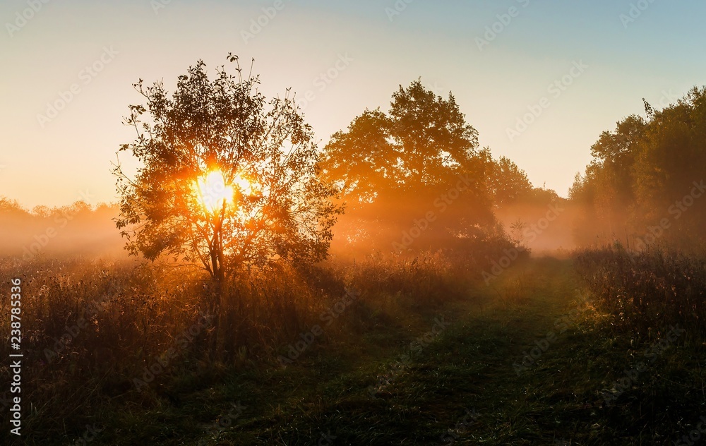 summer, morning, dawn in the forest. the sun's rays make their way through the trees