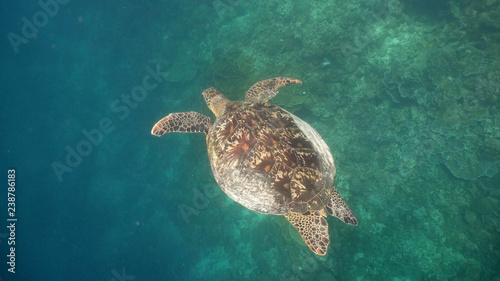 Sea turtle swimming underwater over corals. Sea turtle moves its flippers in the ocean under water. Wonderful and beautiful underwater world. Diving and snorkeling in the tropical sea. Philippines.