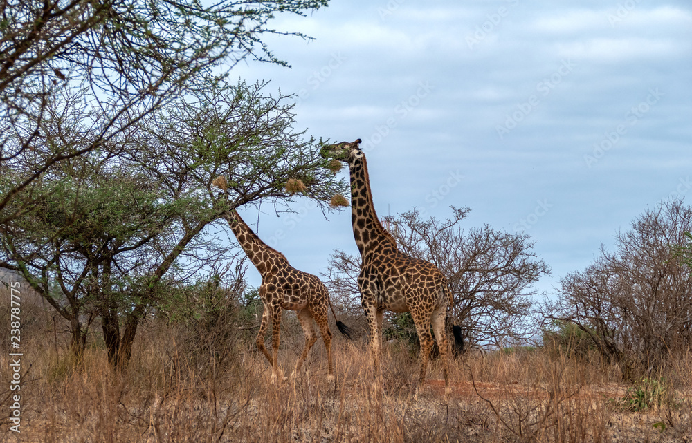 Fototapeta premium Giraffe in Kenia