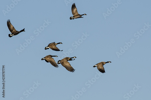 Flock of Canada Geese Flying in a Blue Sky