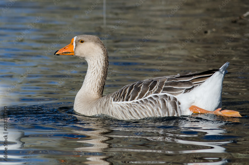 Domestic Goose Swimming Alone in the Peaceful Pond Domestic Goose Swimming Alone in the Peaceful Pond