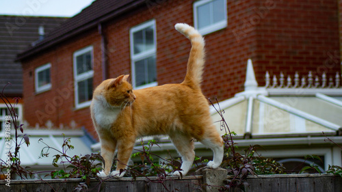 Fotografía Ginger Tabby Cat on top of Wooden Fence