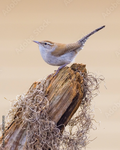 Bewicks Wren perched on tree stump photo