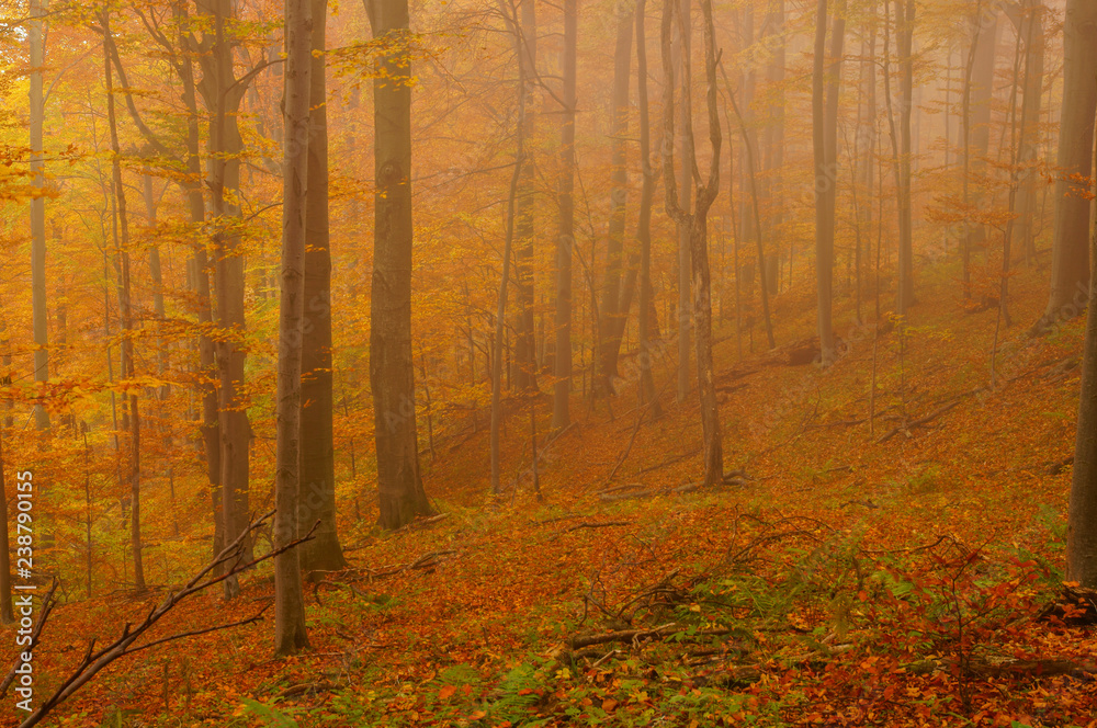 Obraz premium Autumn in the primeval forest. Bieszczady Mountains. 
