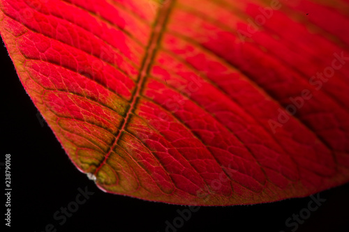 Red Leave