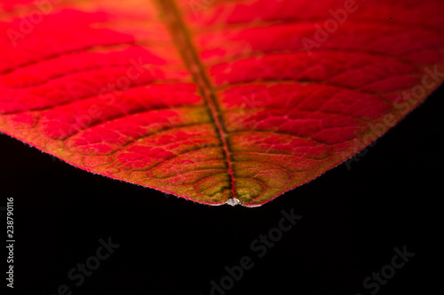 Red Leave