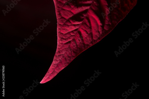 Red Leave