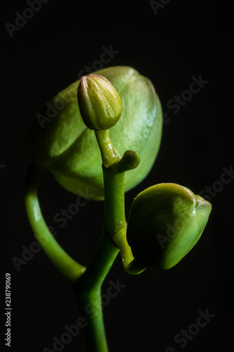Baby orchid