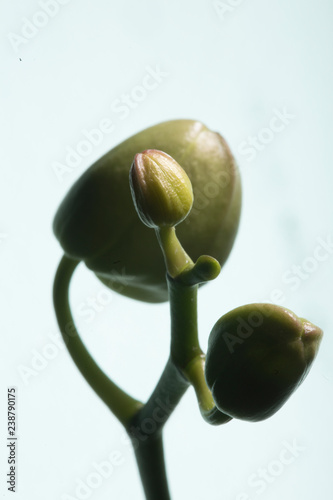 Baby orchid